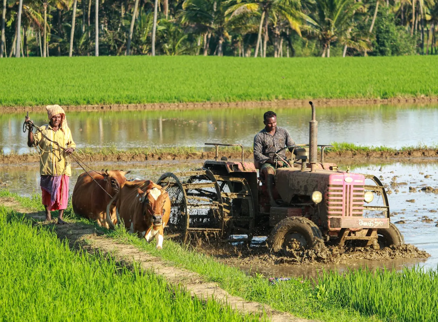 Farmer operating a tractor in a rice field